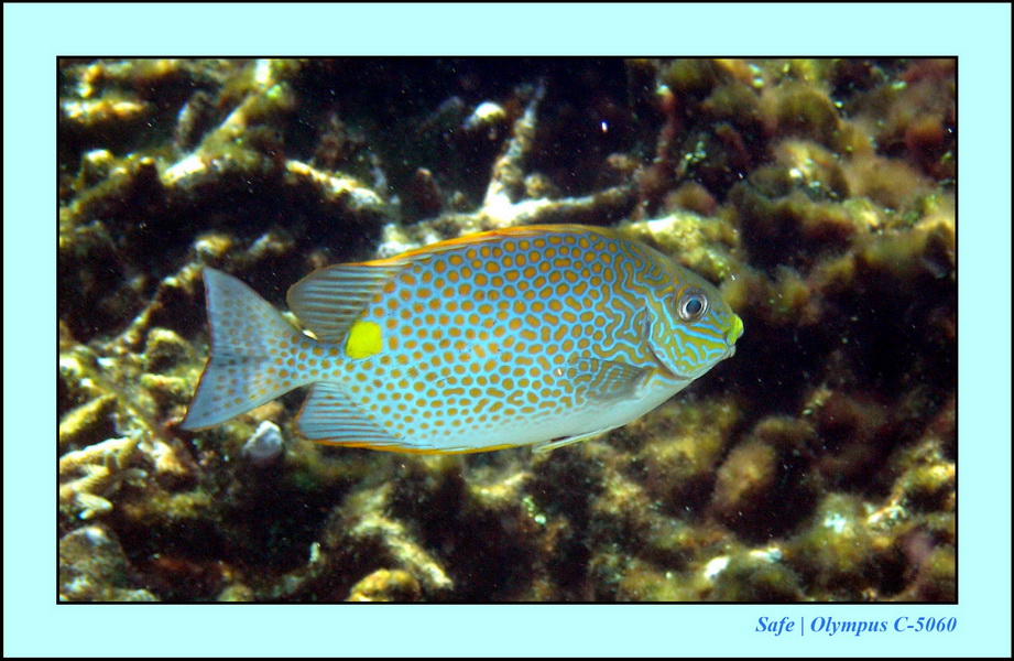 2005 - 08 - Redang  - 165.JPG